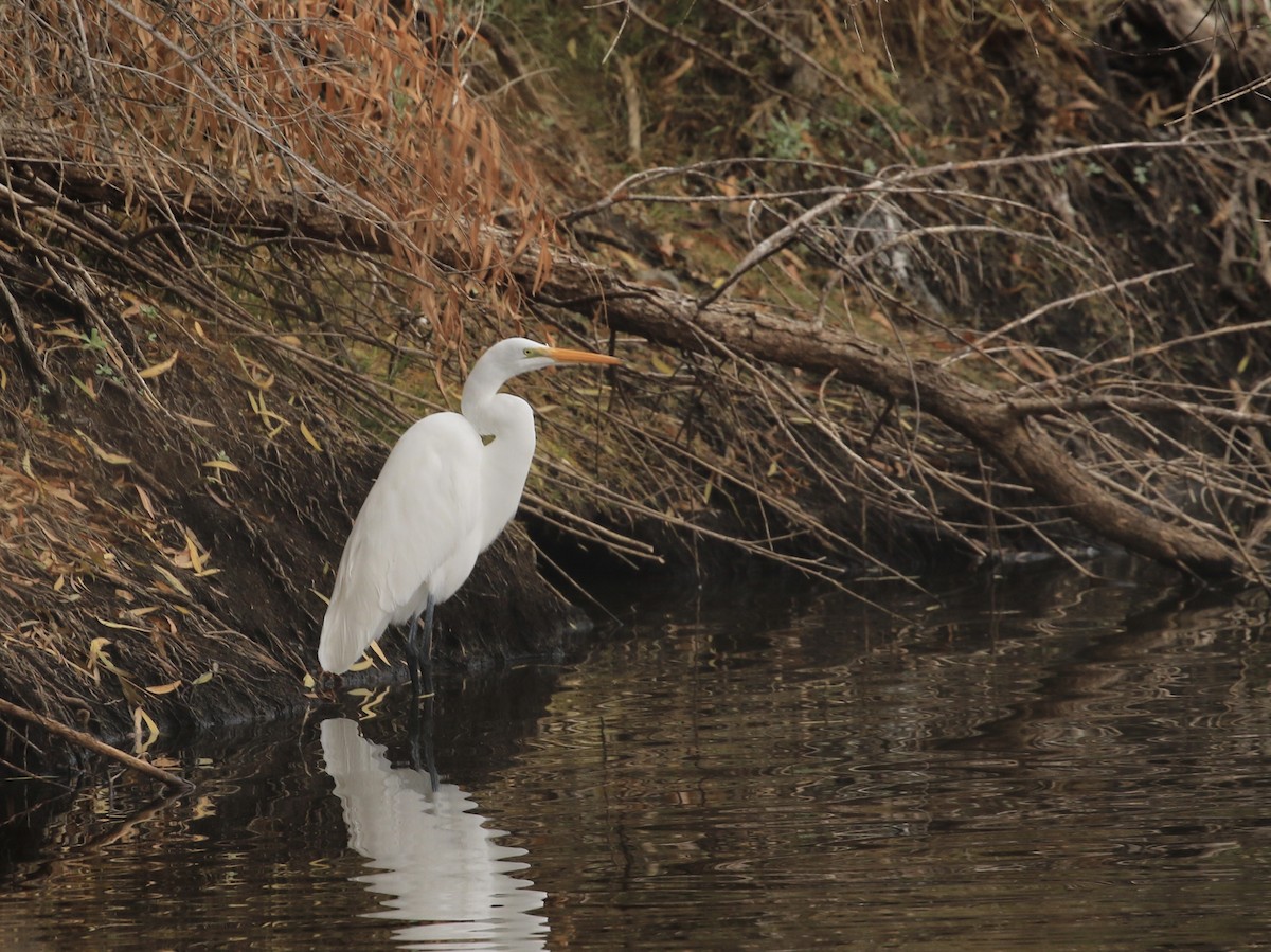 Great Egret - ML612661369