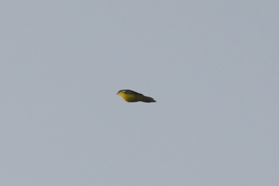 Common Iora - ML612661376