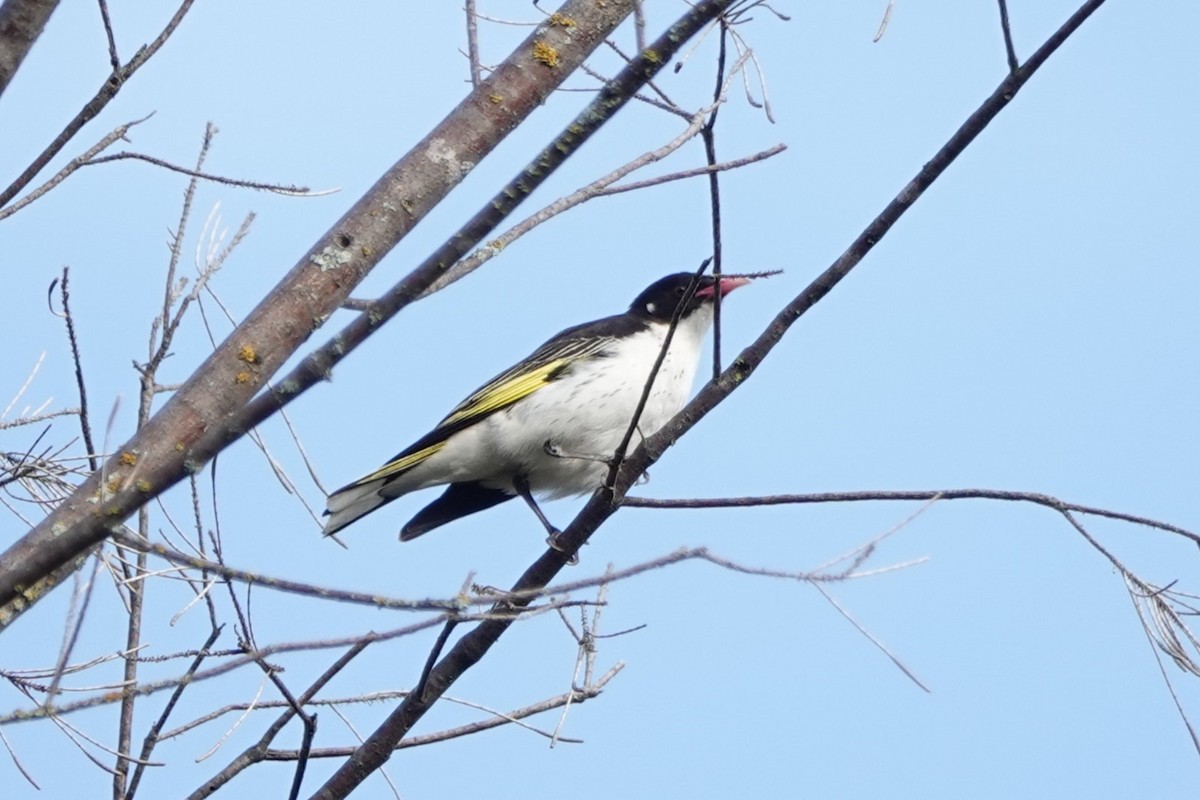 Painted Honeyeater - Steve Kornfeld