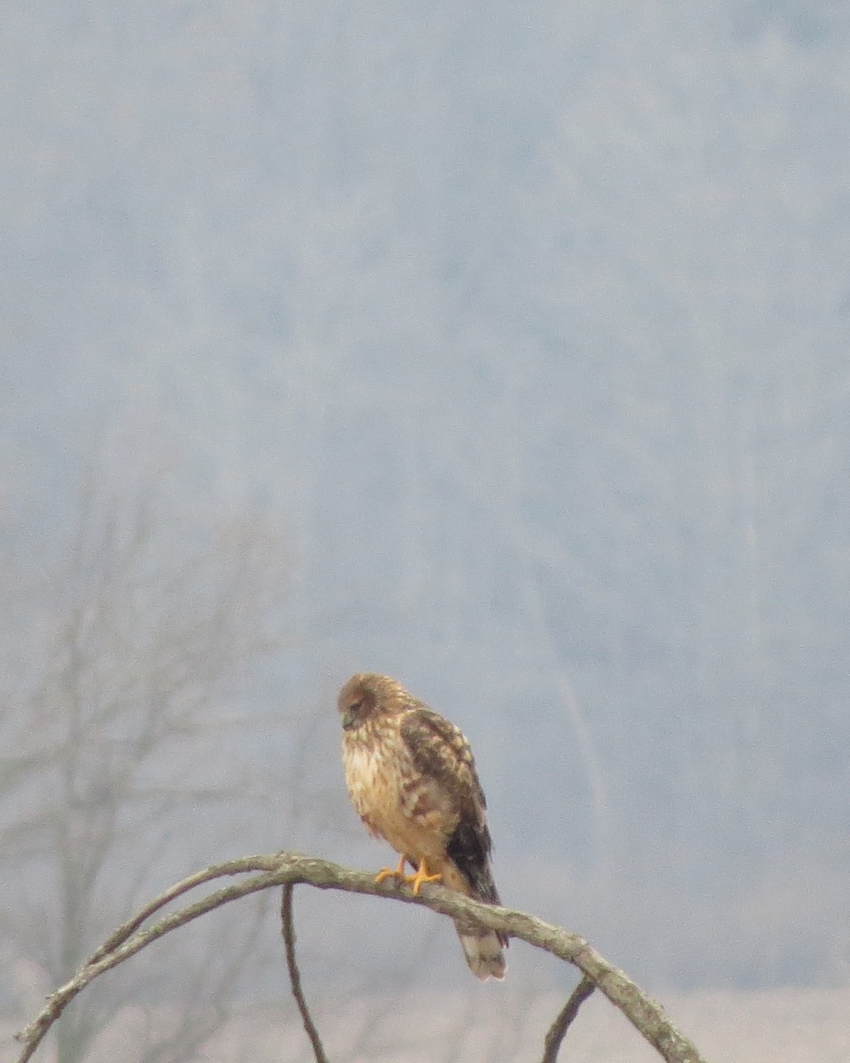 Northern Harrier - ML612661383