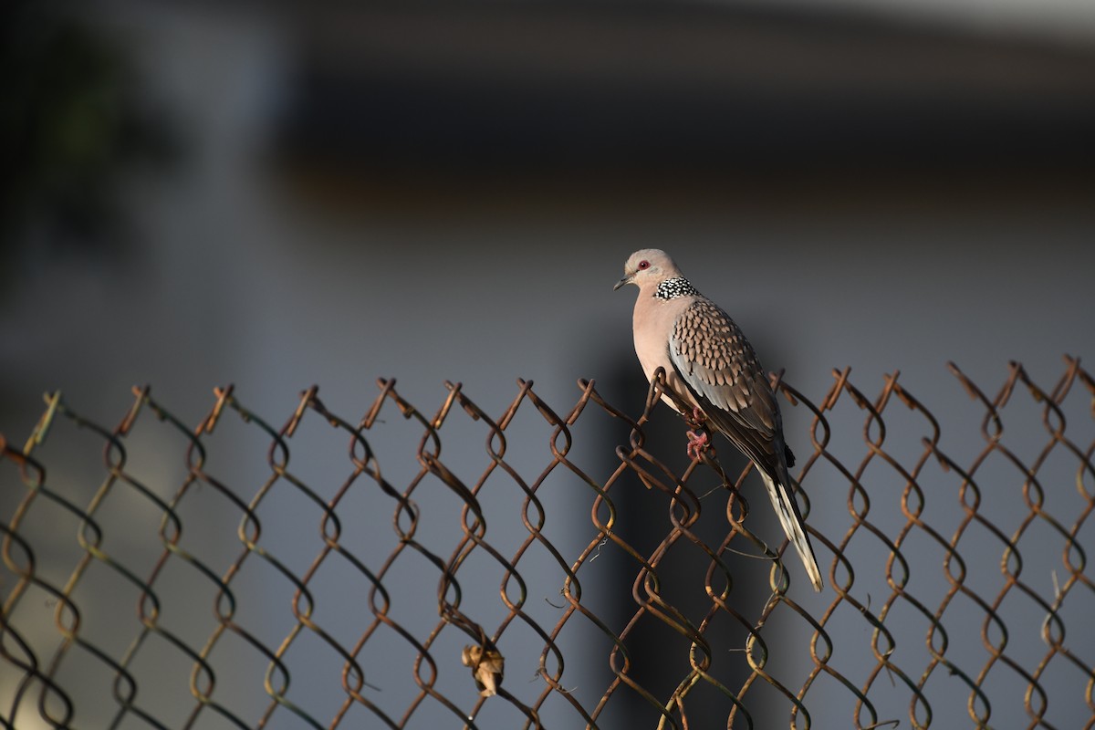 Spotted Dove - ML612661397