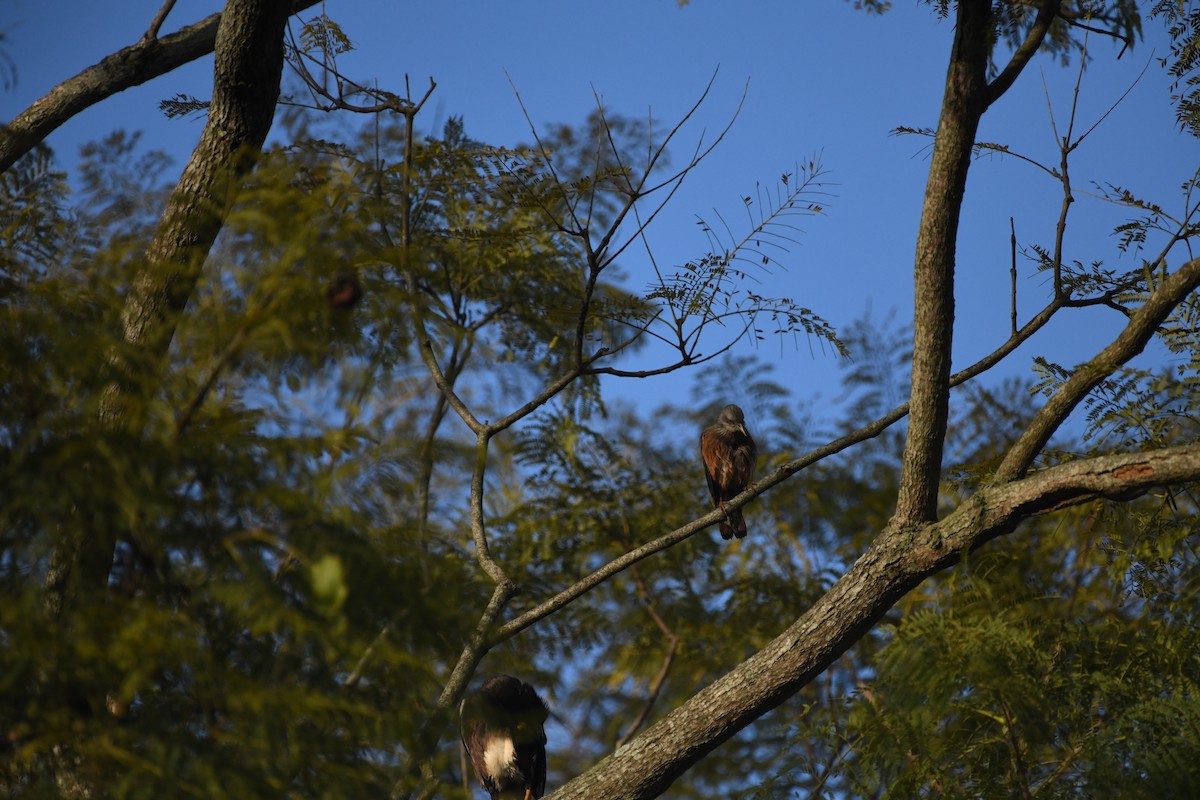 Chestnut-tailed Starling - ML612661412
