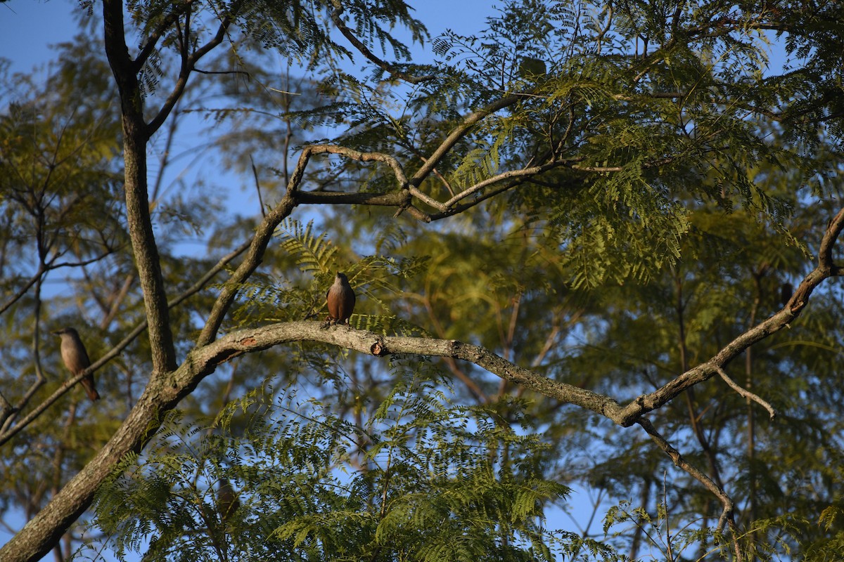 Chestnut-tailed Starling - ML612661415