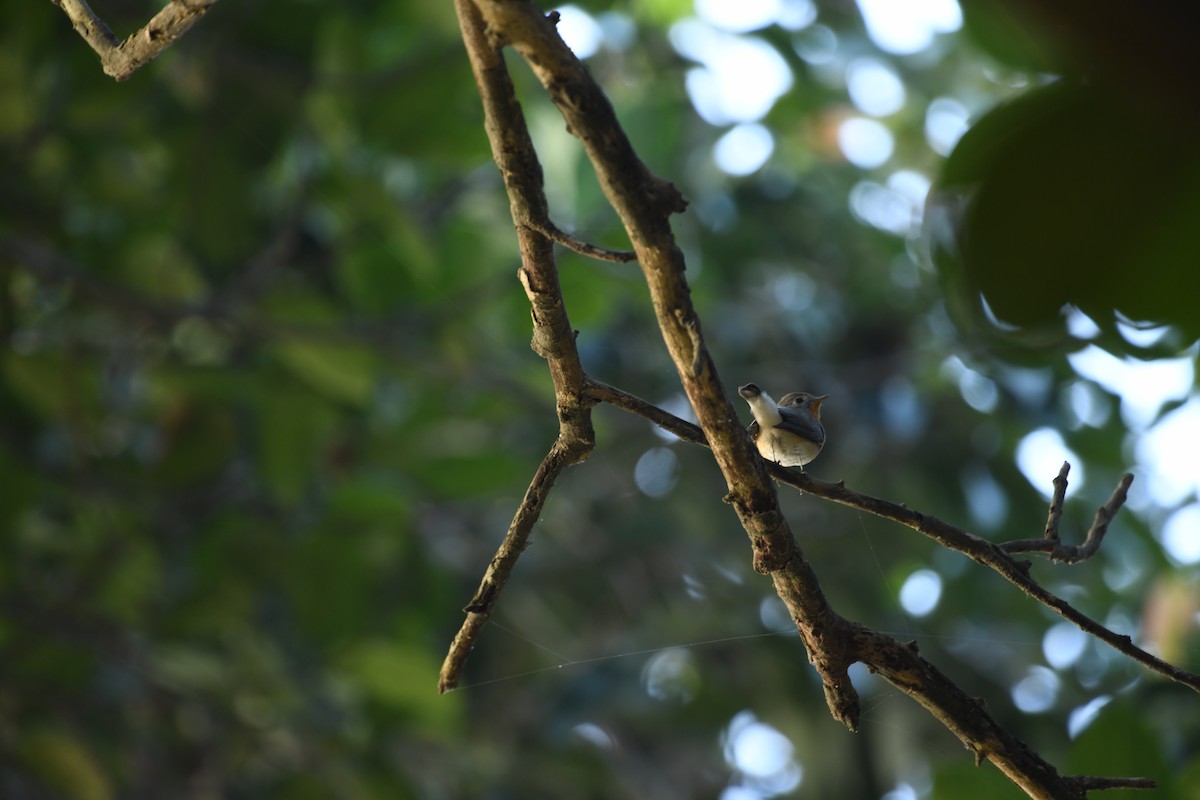 Red-breasted Flycatcher - ML612661436