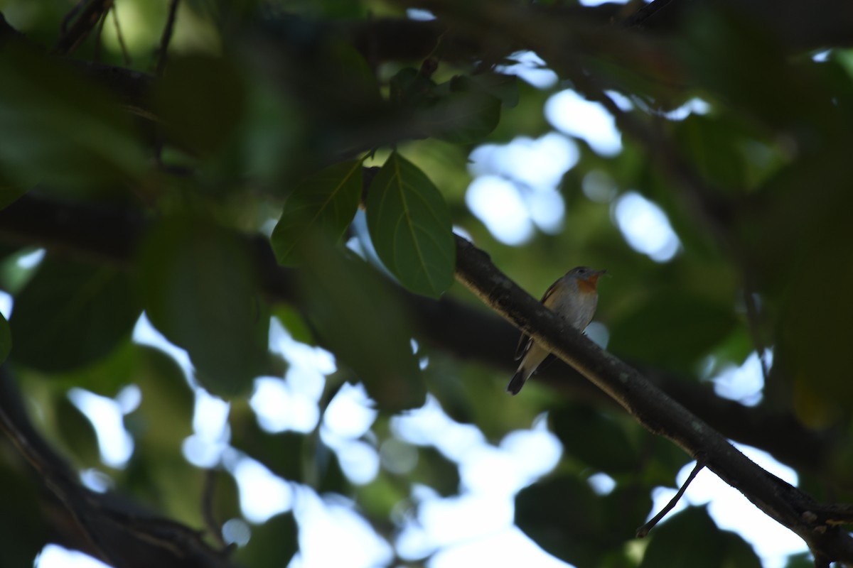 Red-breasted Flycatcher - ML612661442