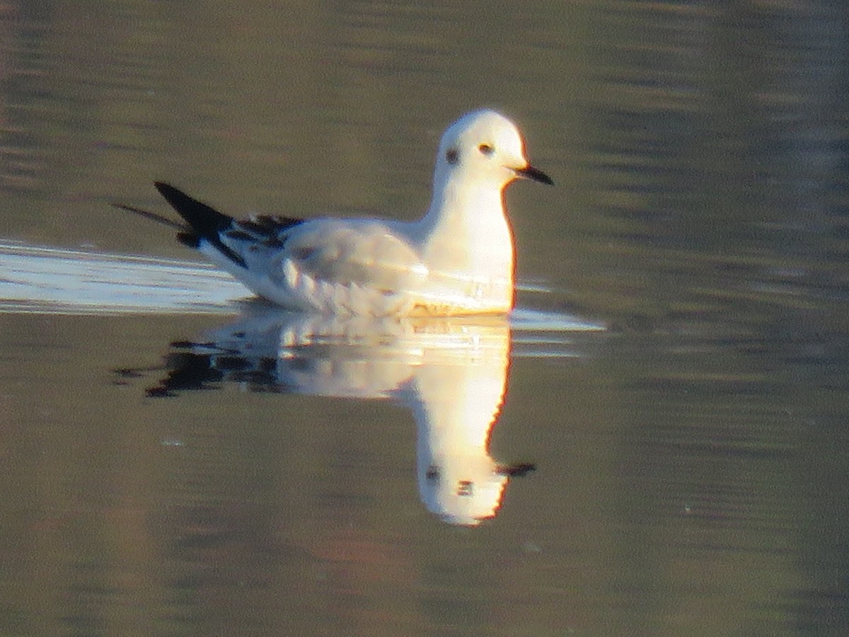 Bonaparte's Gull - ML612661456