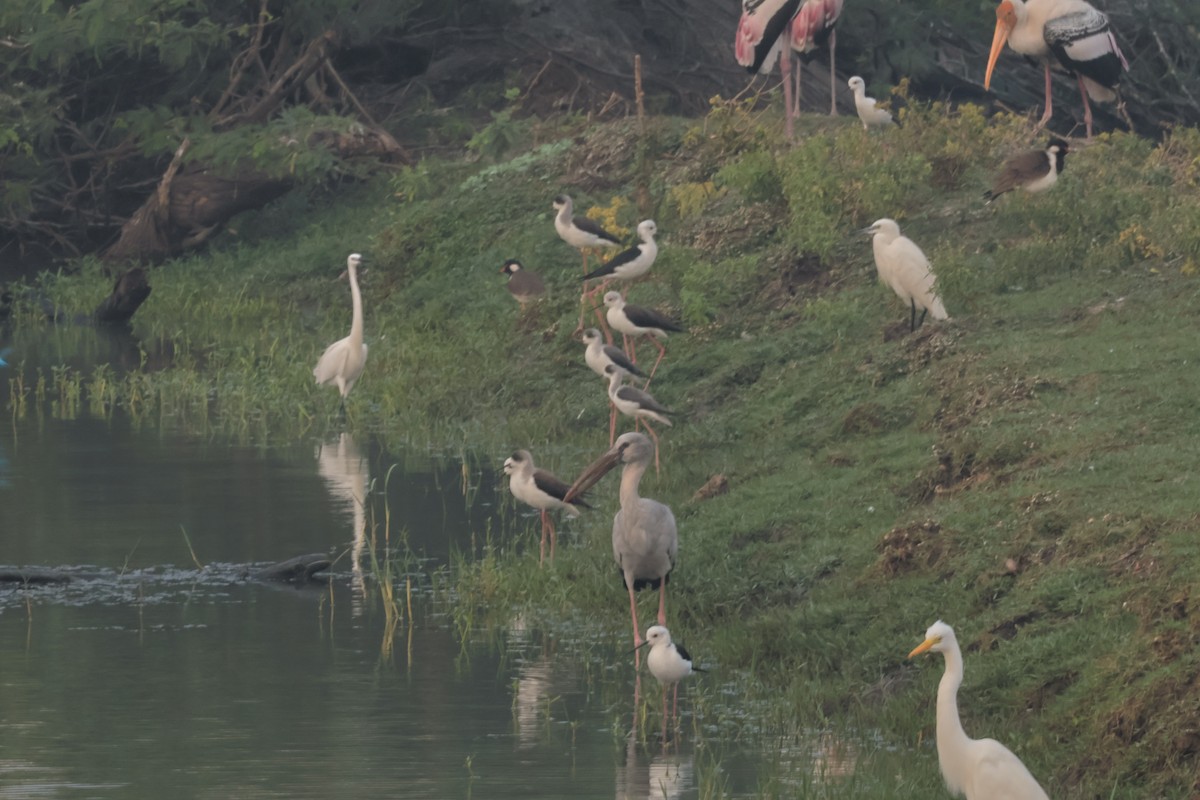 Asian Openbill - ML612661462