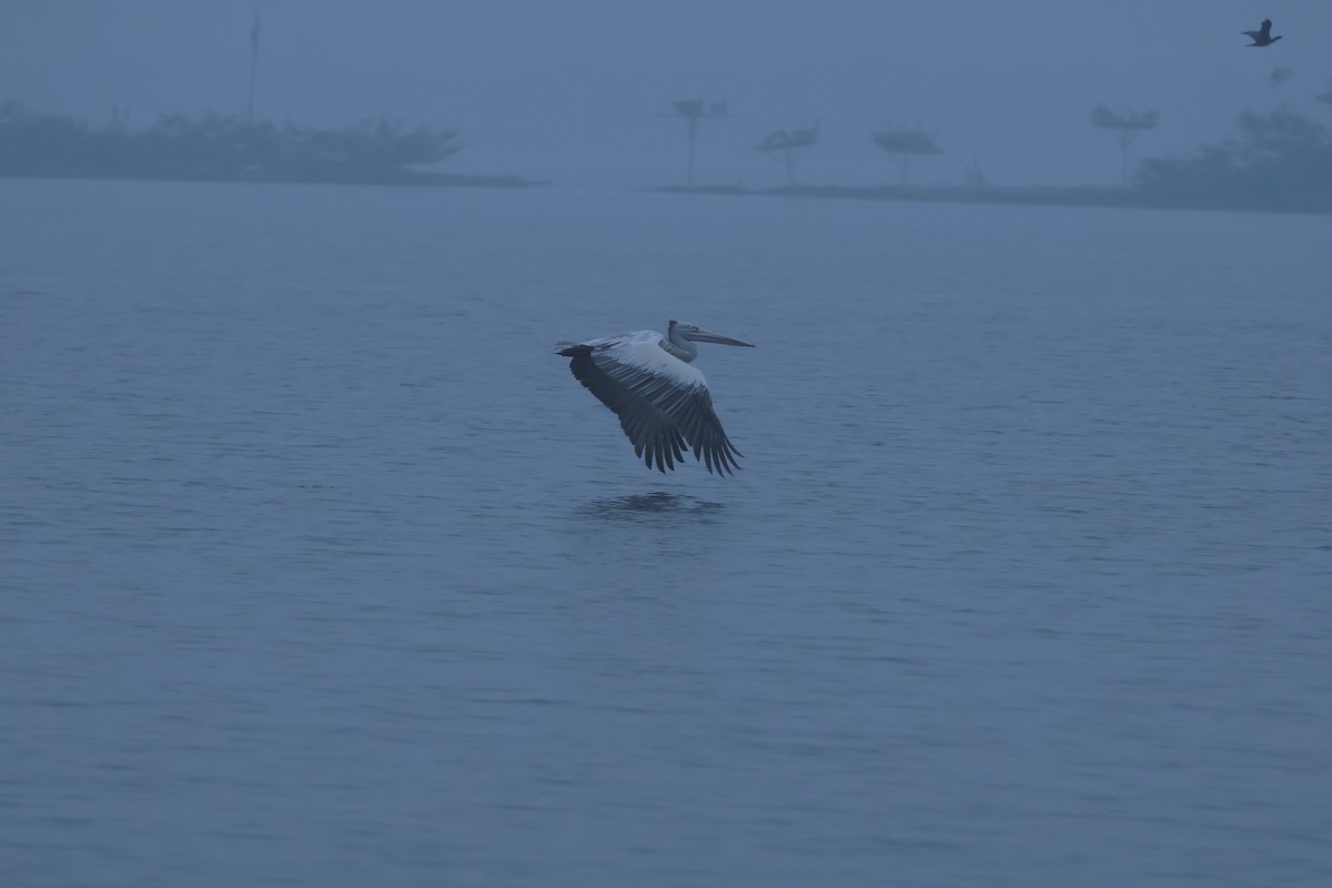 Spot-billed Pelican - ML612661475