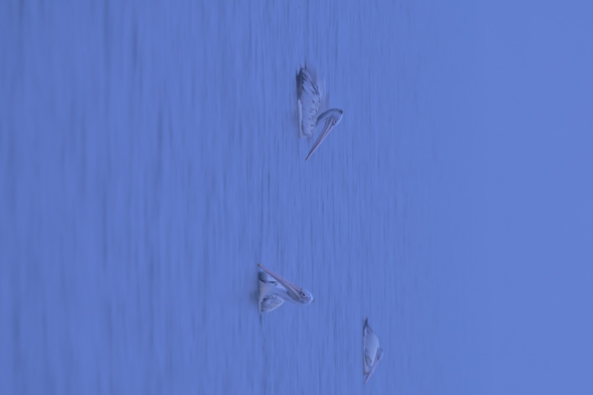 Spot-billed Pelican - ML612661477