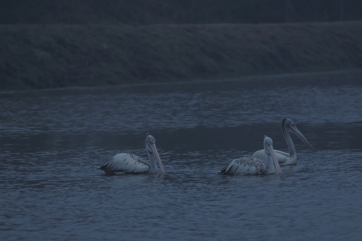 Spot-billed Pelican - ML612661480