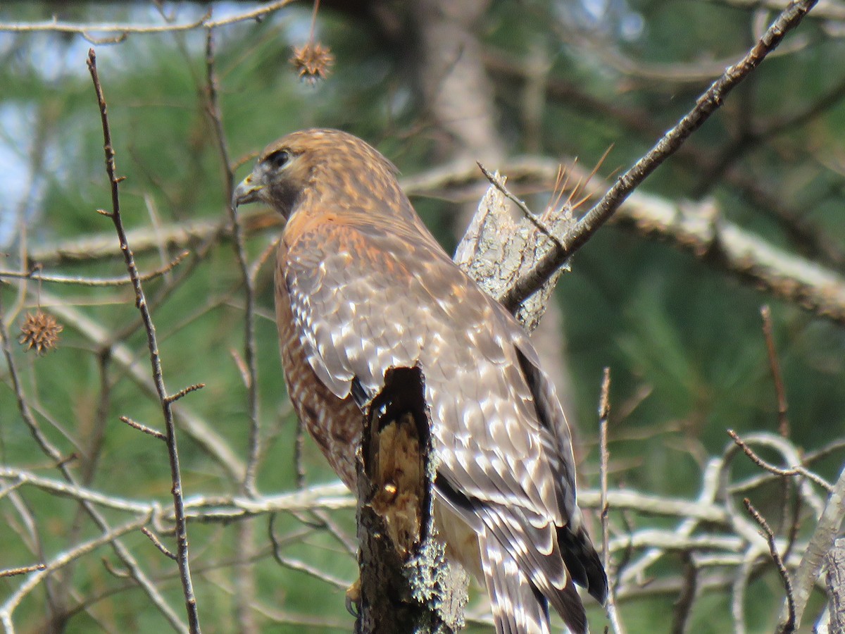 Red-shouldered Hawk - ML612661488