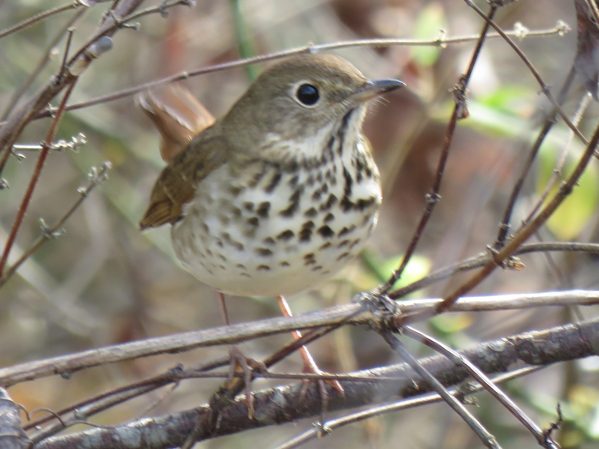 Hermit Thrush - Marc Ribaudo