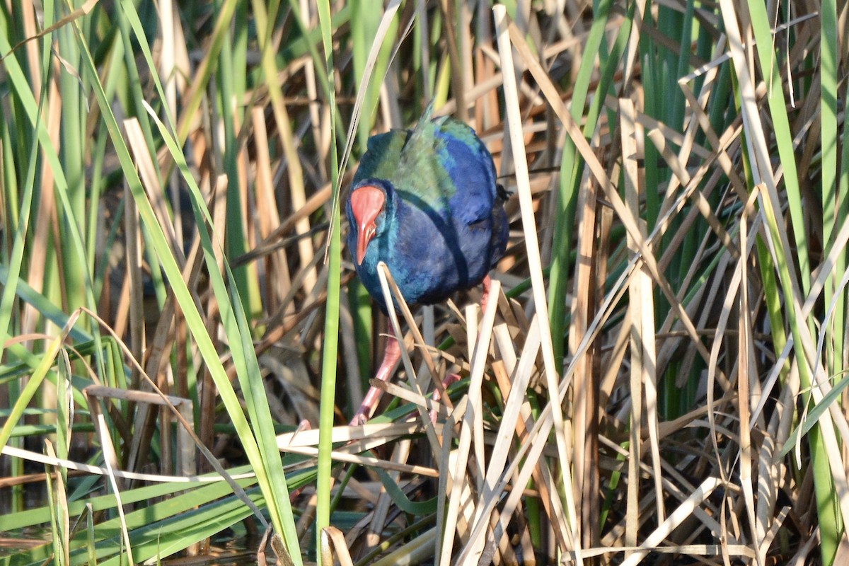 African Swamphen - ML612661516