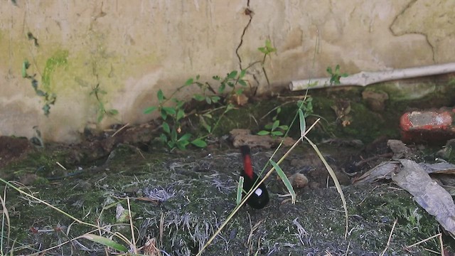 White-capped Redstart - ML612661530