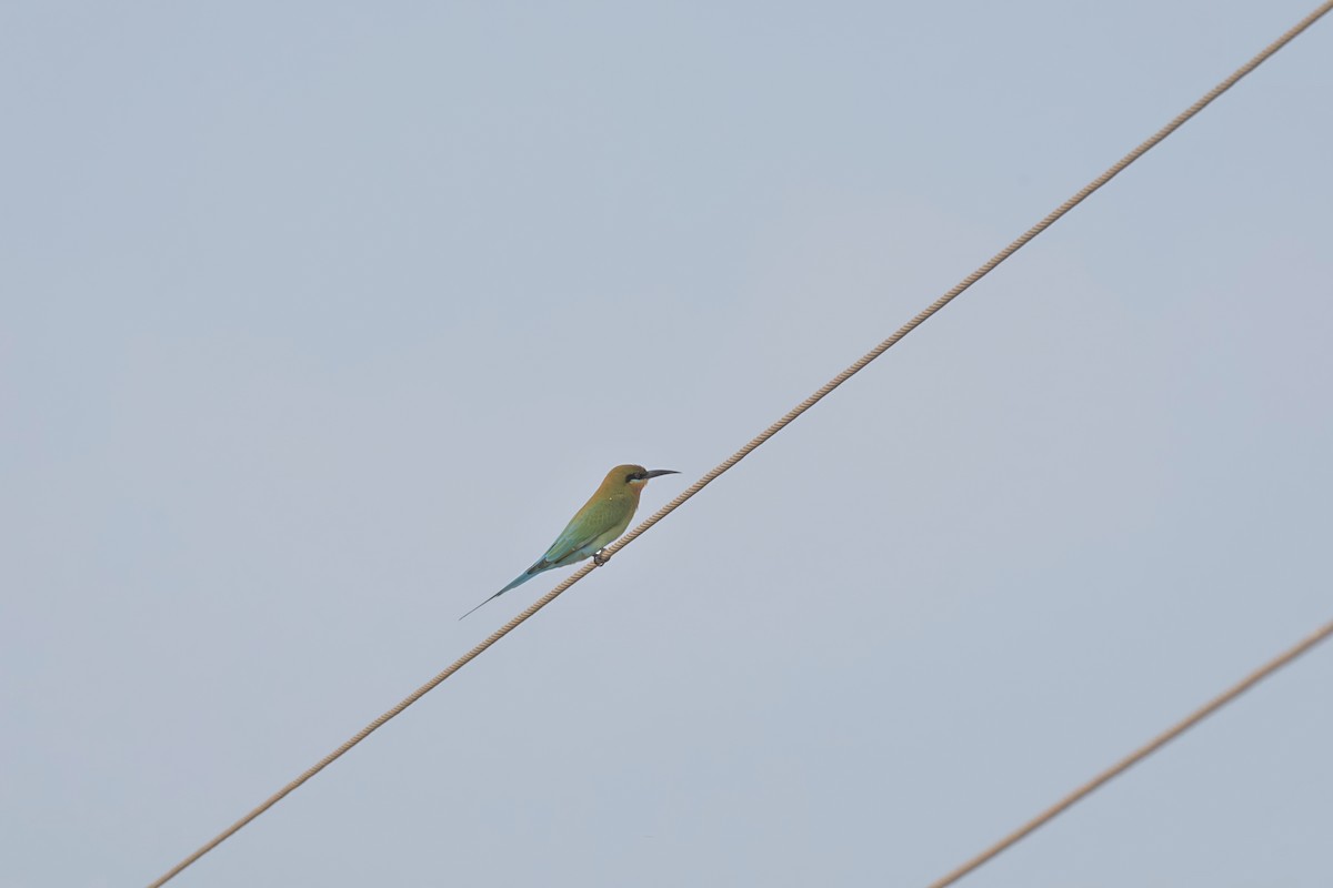 Blue-tailed Bee-eater - ML612661535