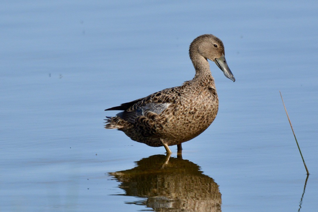 Cape Shoveler - ML612661537