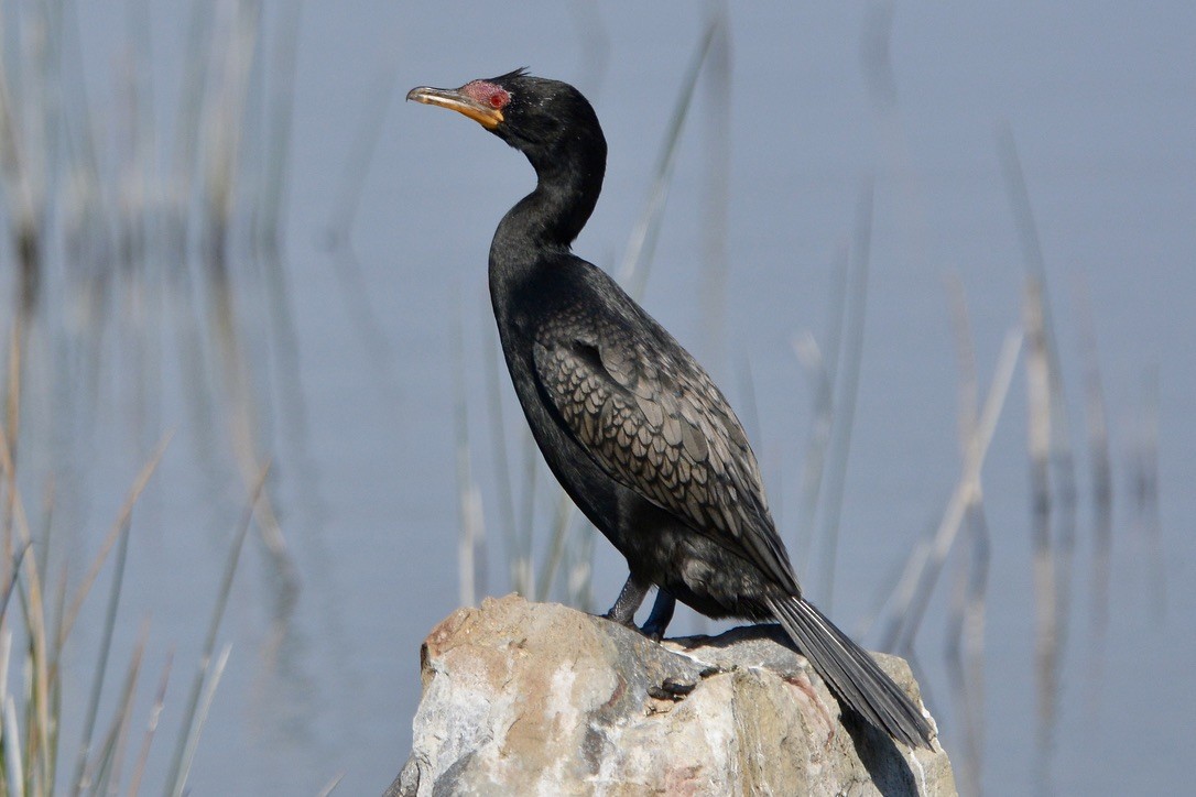 Long-tailed Cormorant - ML612661545