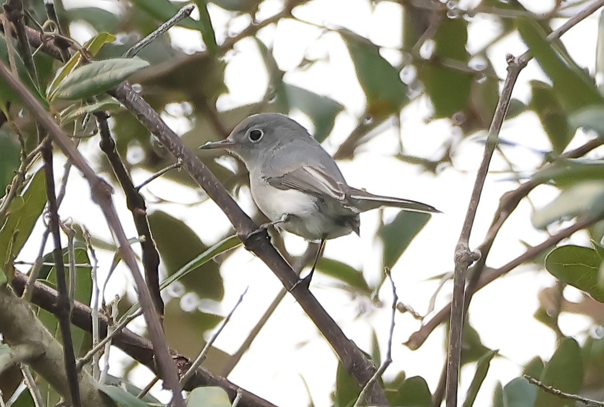 Blue-gray Gnatcatcher - ML612661603