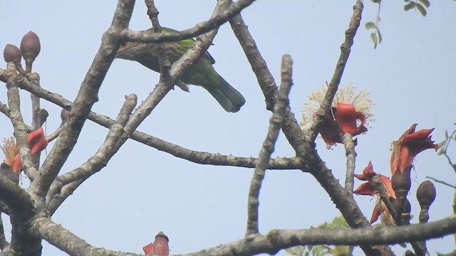 Lineated Barbet - ML612661618