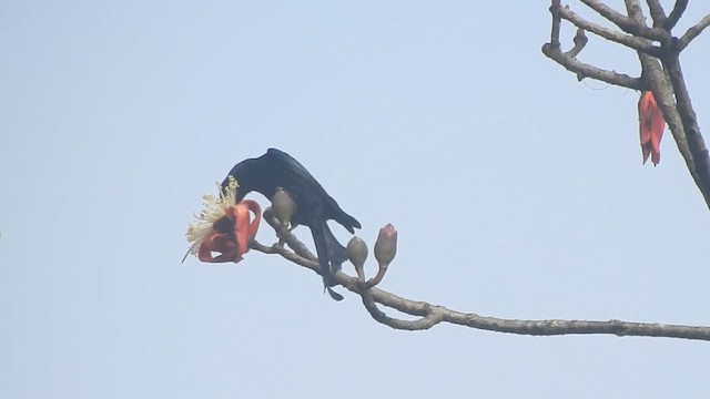 Hair-crested Drongo - ML612661639