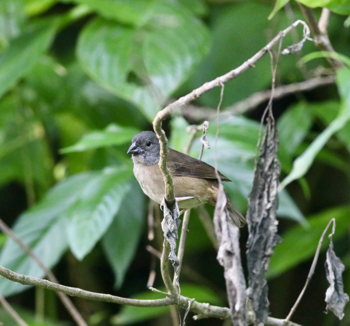 St. Lucia Black Finch - ML612661730