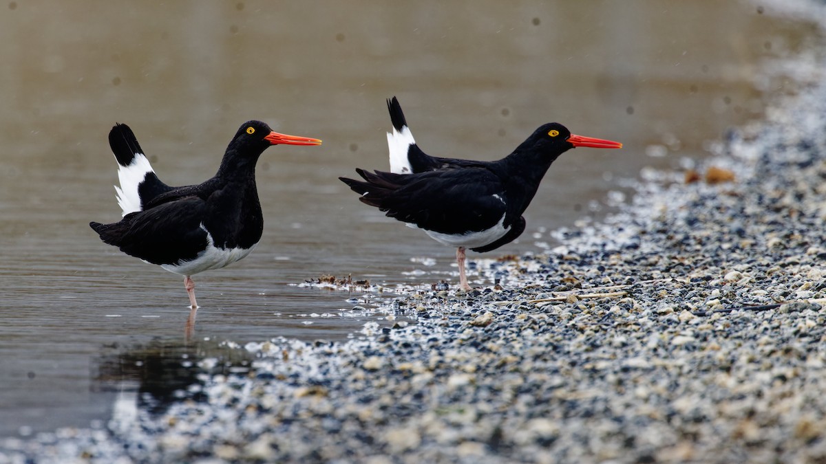 Magellanic Oystercatcher - ML612661765