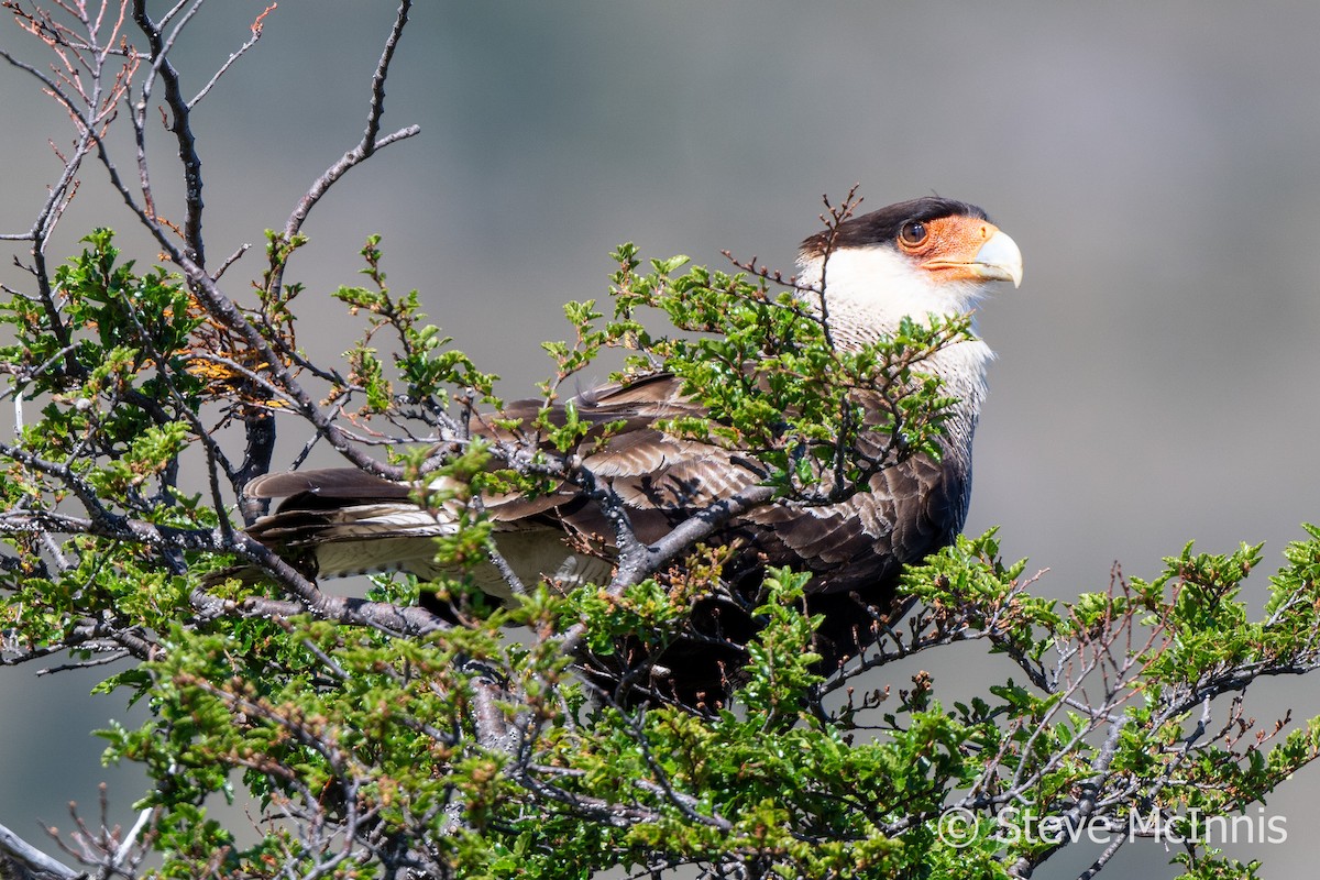 Crested Caracara (Southern) - ML612661869