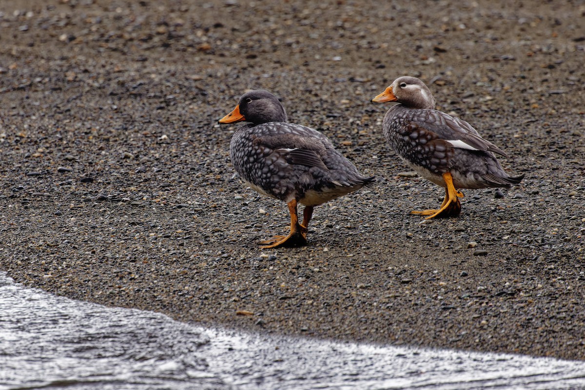 Flightless Steamer-Duck - ML612661881