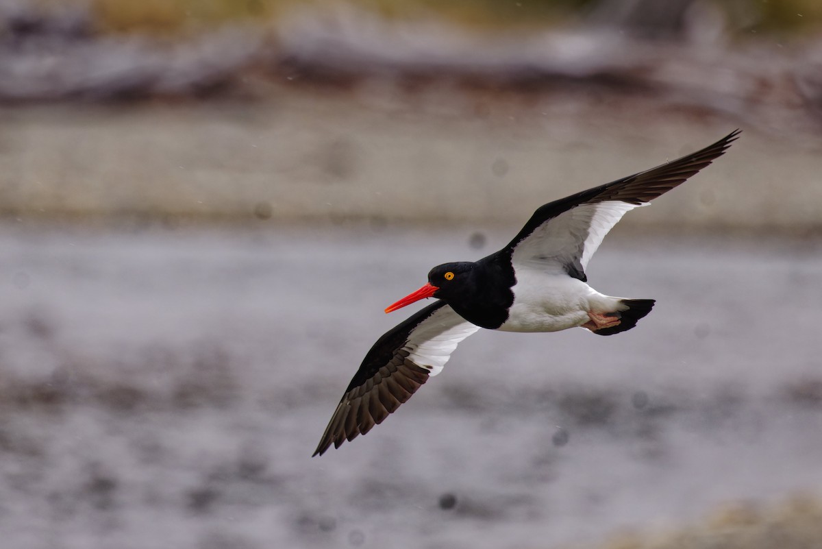 Magellanic Oystercatcher - ML612661885