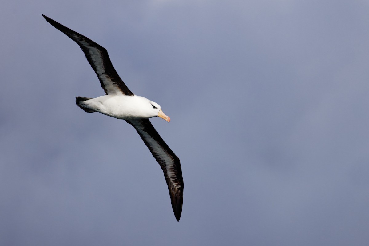 Black-browed Albatross - ML612661920