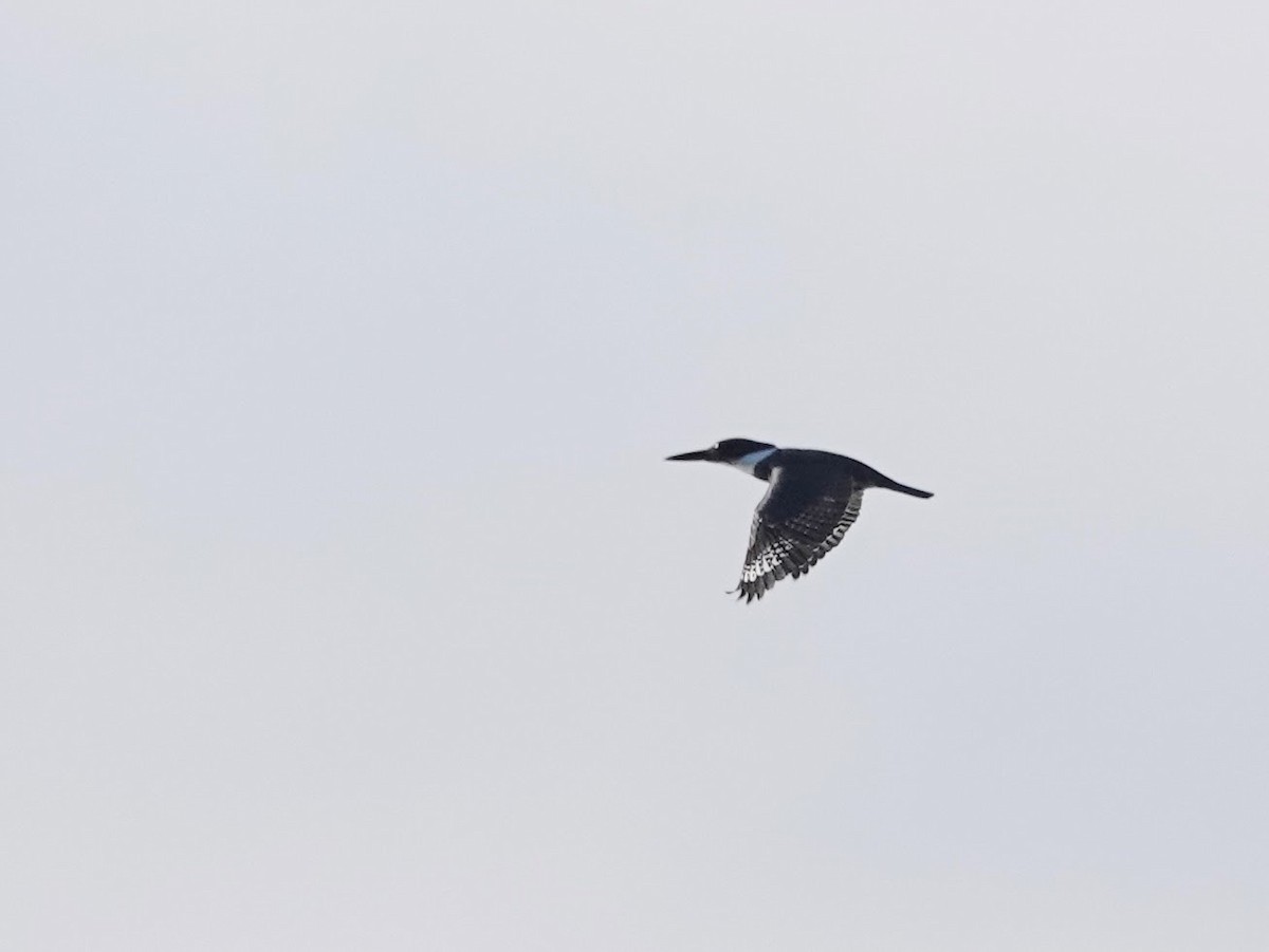 Belted Kingfisher - Celeste Echlin