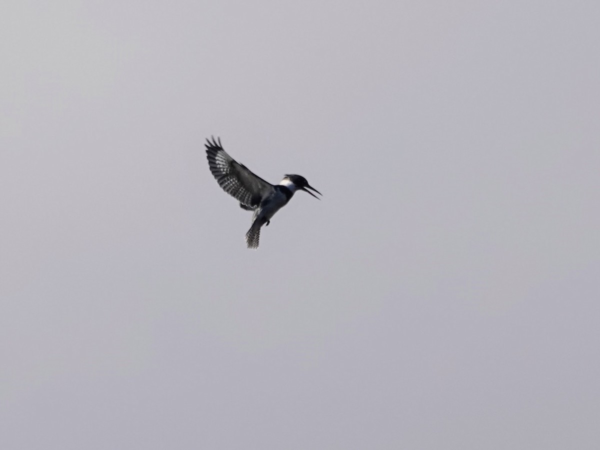 Belted Kingfisher - Celeste Echlin