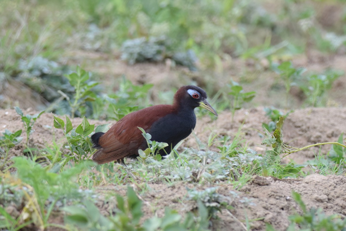 Blue-faced Rail - ML612661992