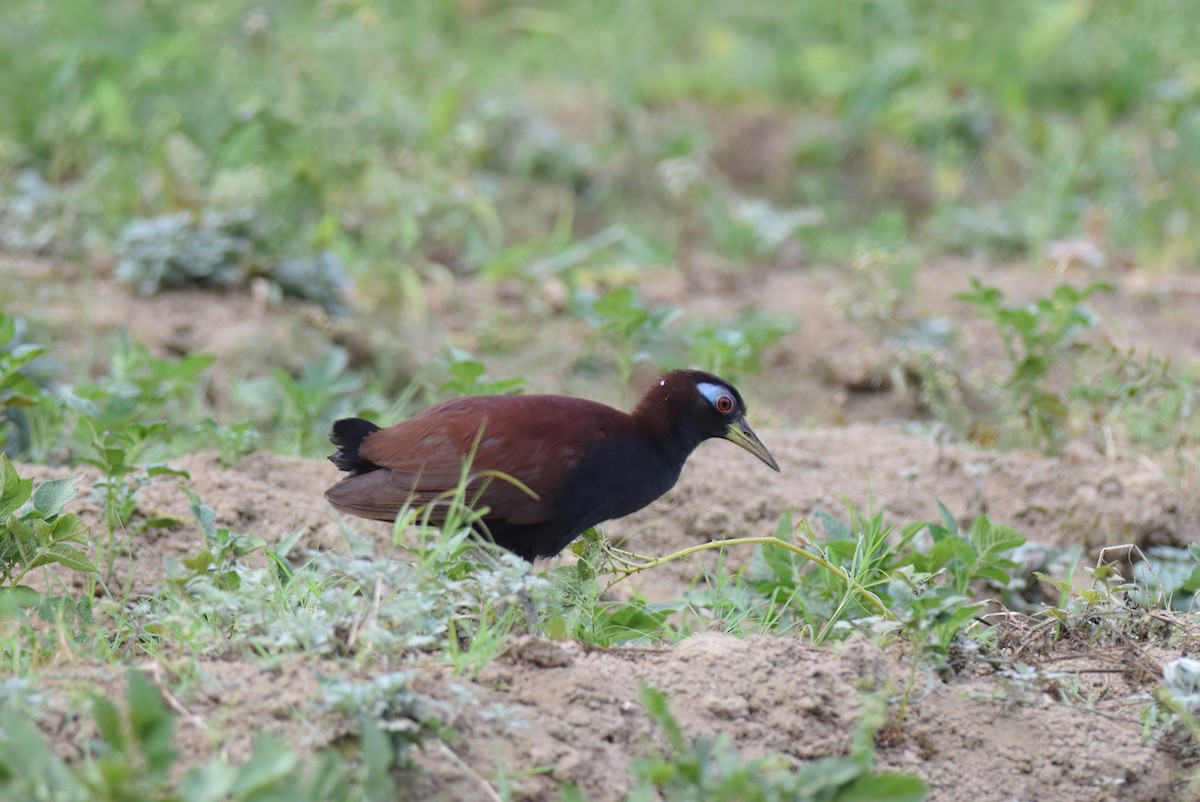 Blue-faced Rail - ML612661993