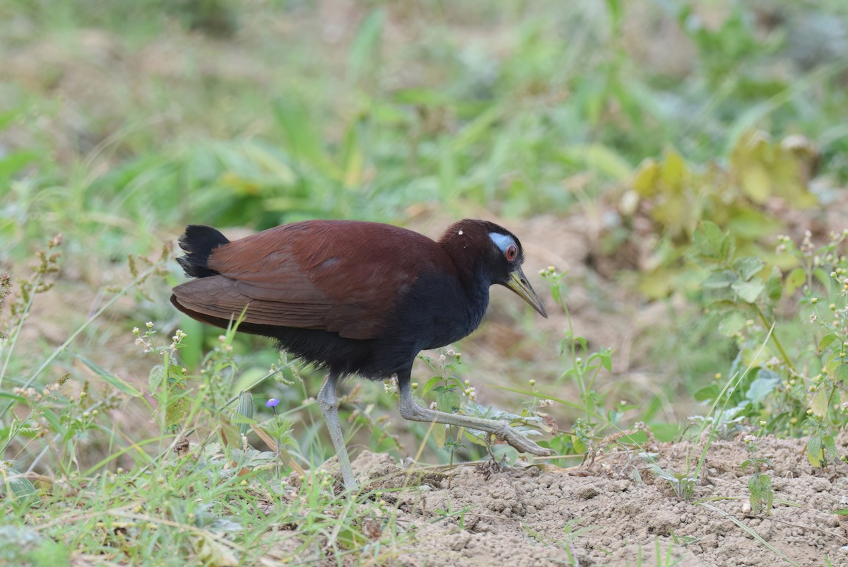 Blue-faced Rail - ML612661994