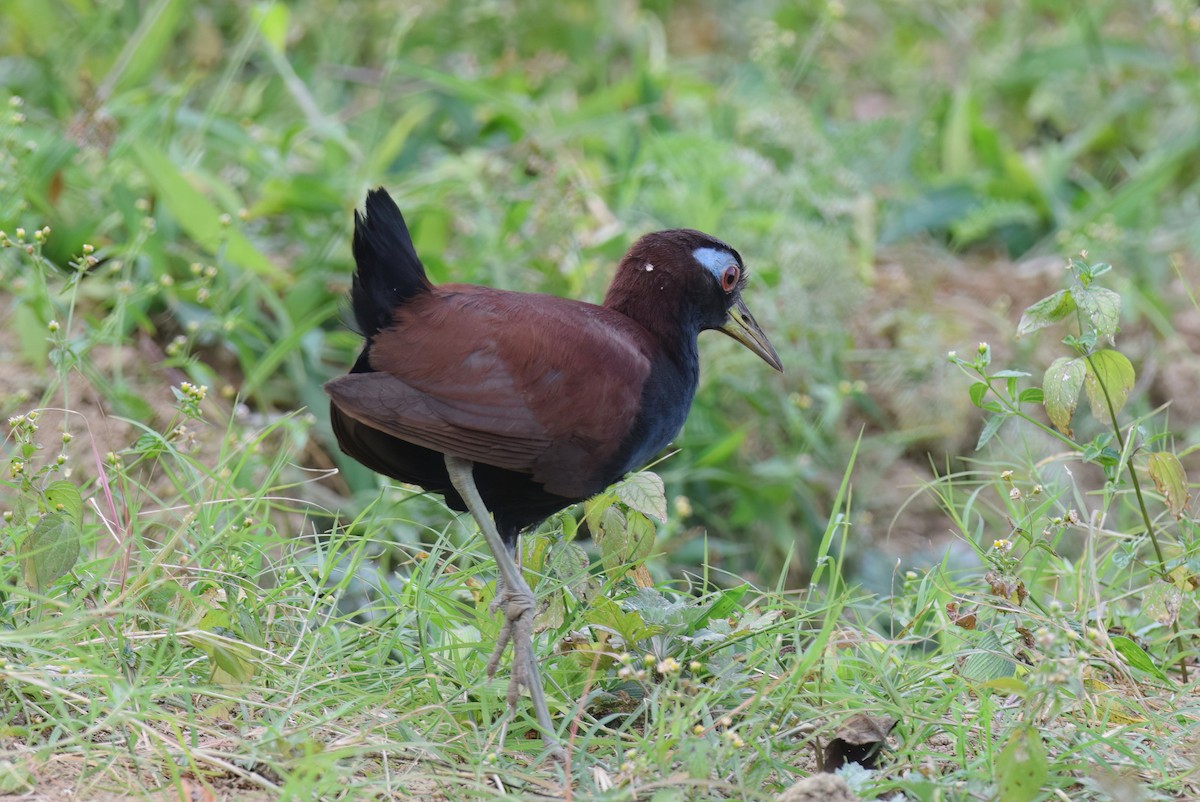 Blue-faced Rail - ML612661995