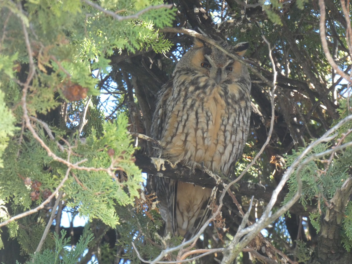 Long-eared Owl - ML612662054