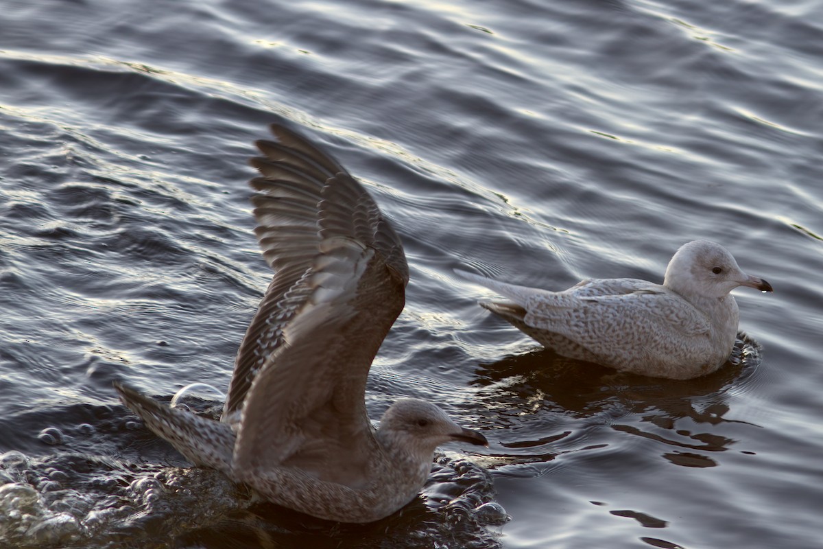 Iceland Gull - ML612662109