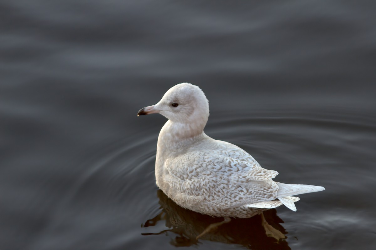 Iceland Gull - ML612662113