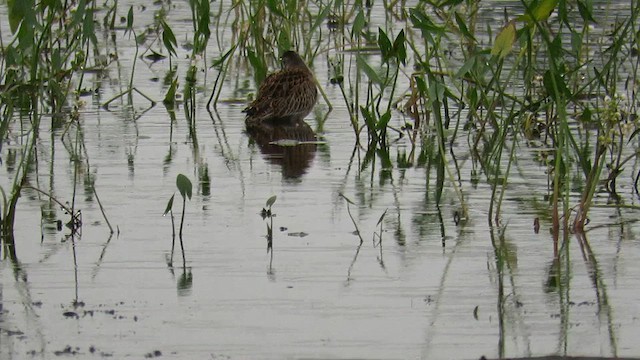 Short-billed Dowitcher - ML612662221