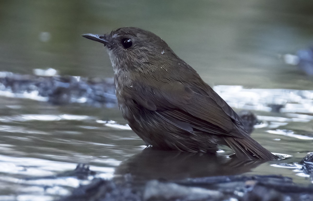 Lesser Shortwing - Amit Thakurta