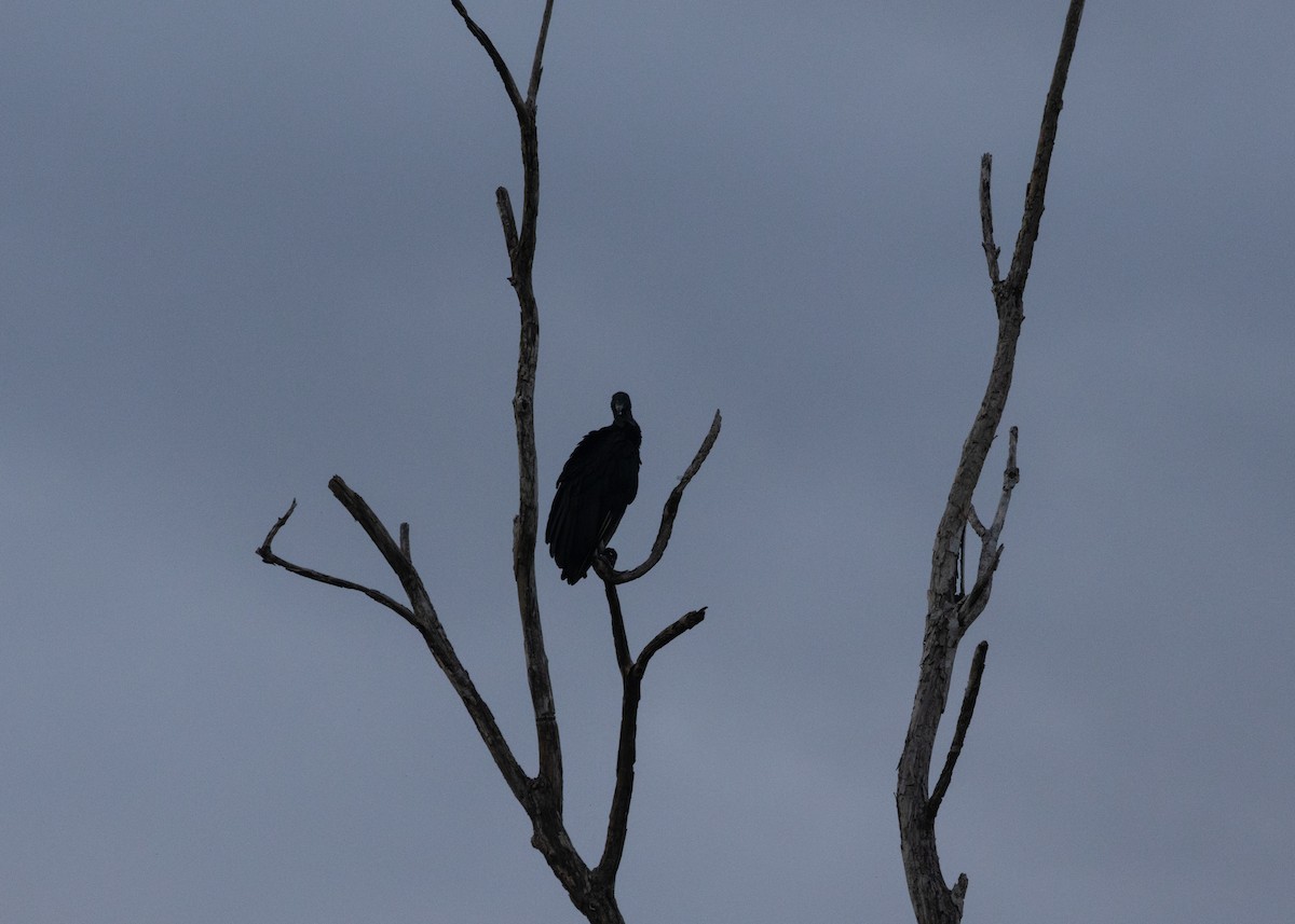 Black Vulture - Silvia Faustino Linhares