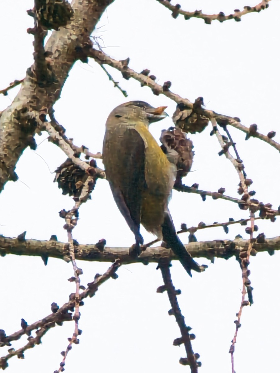 Red Crossbill - David & Dawn Harris