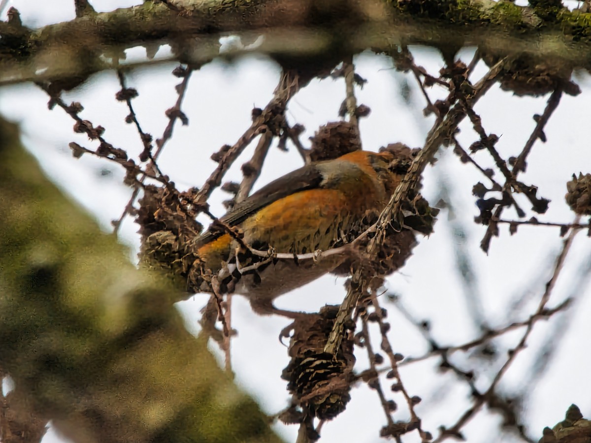 Red Crossbill - David & Dawn Harris