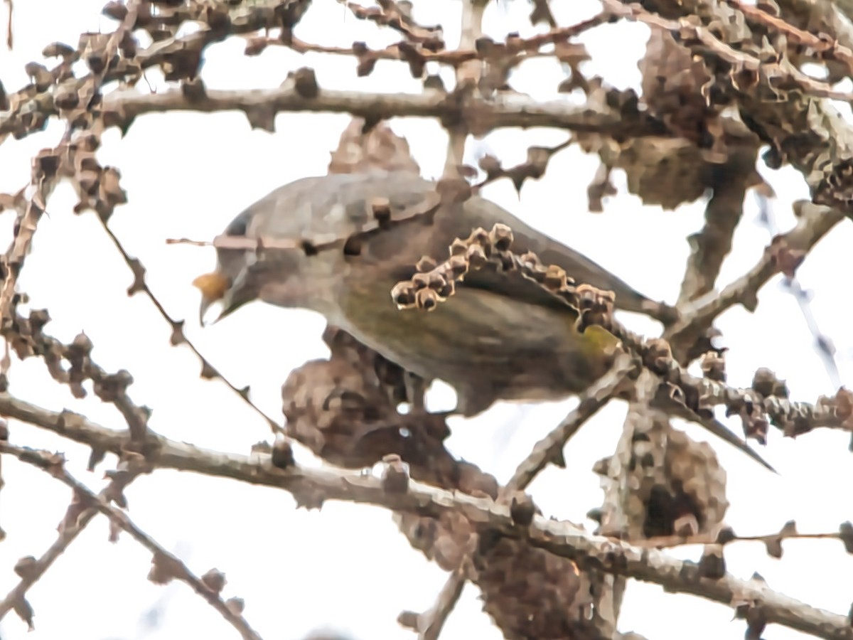 Red Crossbill - ML612662691