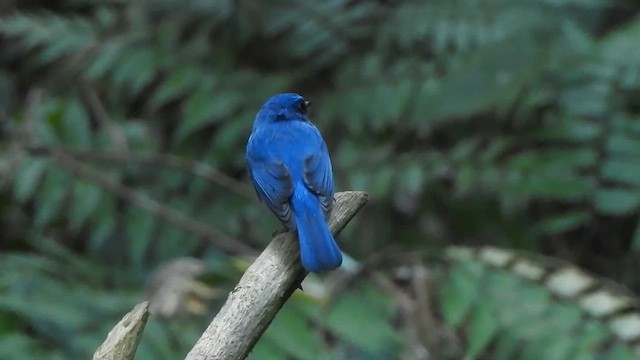 Blue-throated Flycatcher - ML612662804