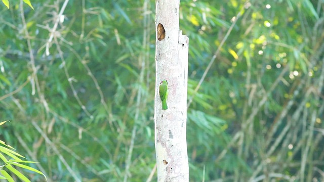 Blue-throated Barbet - ML612662806