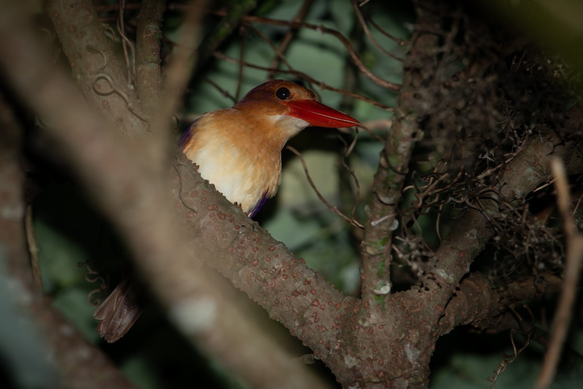 Ruddy Kingfisher - Pin-Huang Hsu