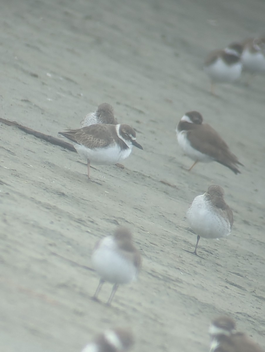 Wilson's Plover - ML612662948