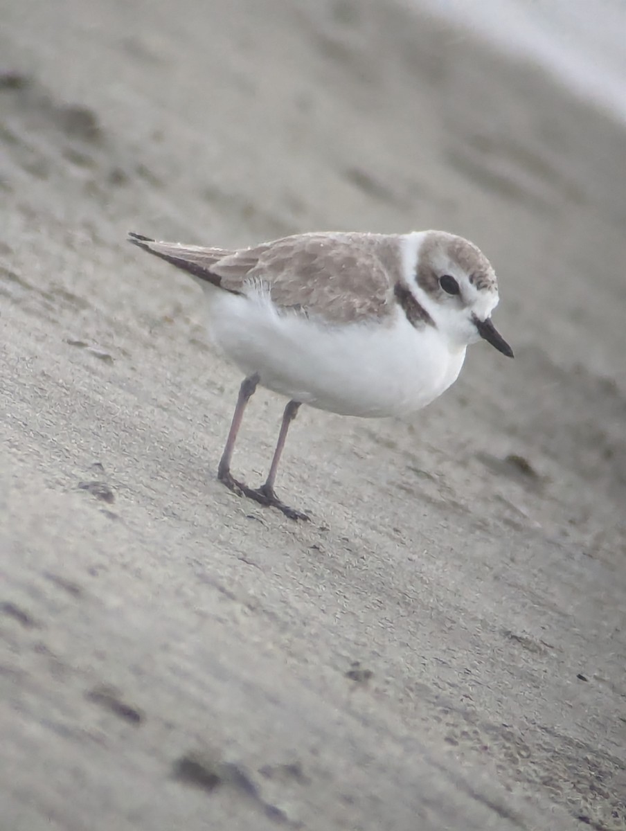 Snowy Plover - ML612662973